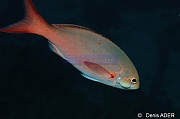 Paranthias furcifer savonnette creole Anilocra haemuli-Bonaire Buddy reef-34m-20180221-Denis-ADER-DSC_7378_tn